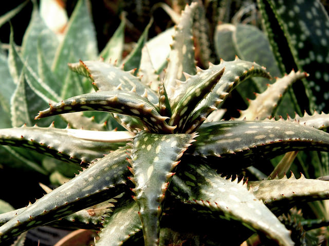 Aloe jucunda