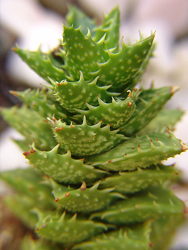 Aloe juvenna