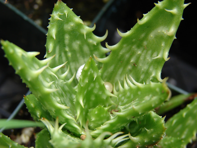 Aloe juvenna