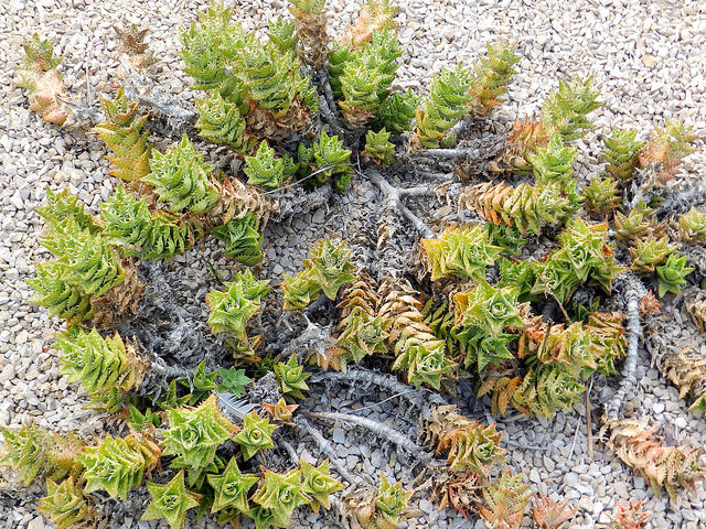 Aloe juvenna