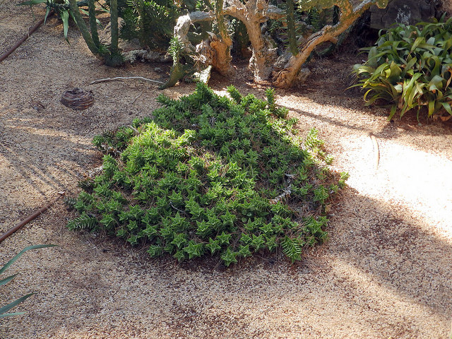 Aloe juvenna