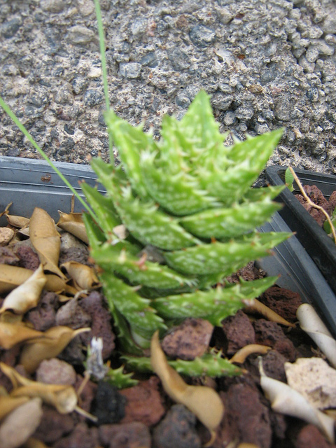 Aloe juvenna