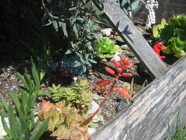 Aloe juvenna (Aloe juvenna)