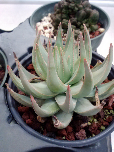 Aloe krapohliana (Aloe krapohliana)