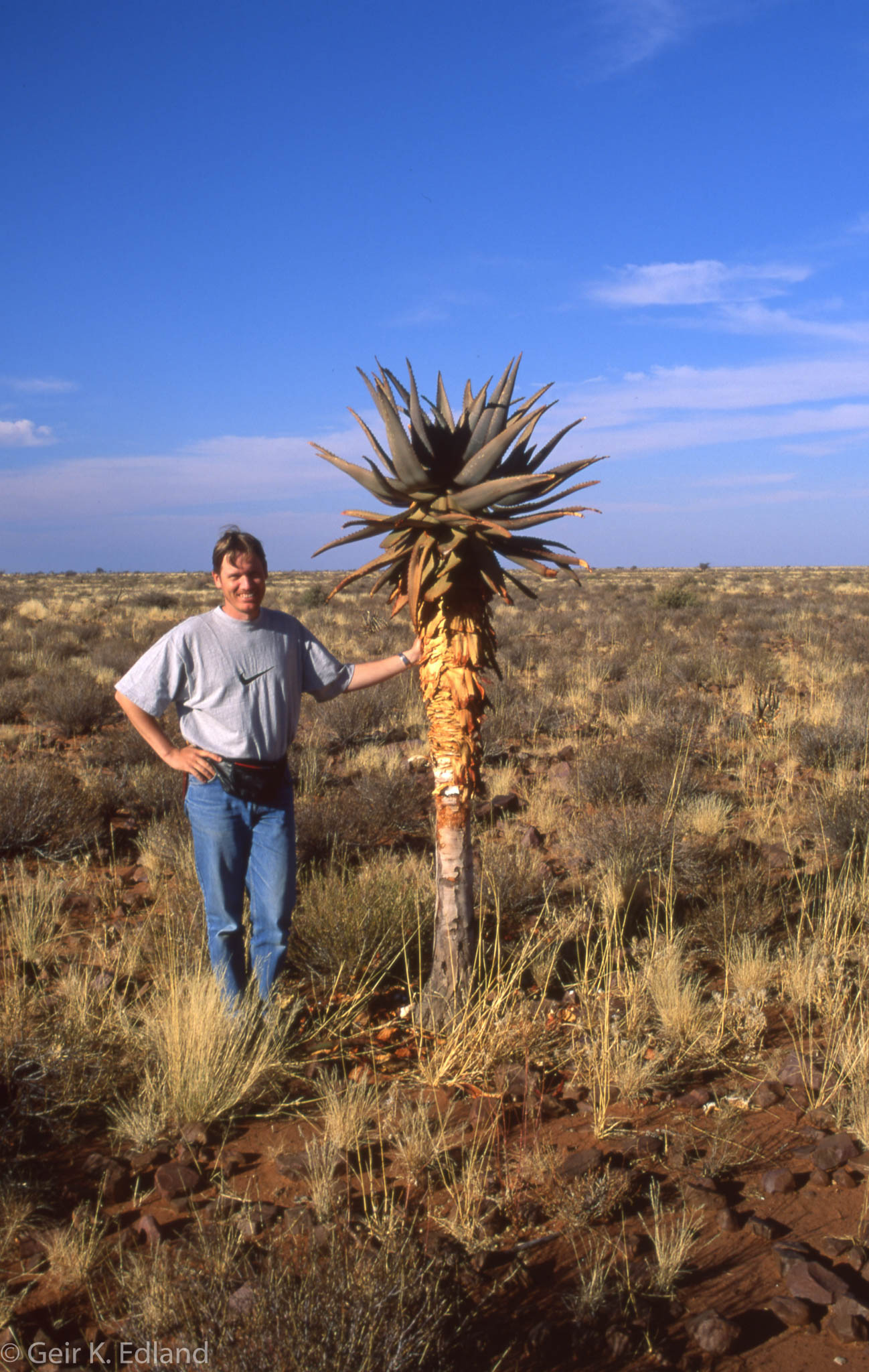 Aloe littoralis