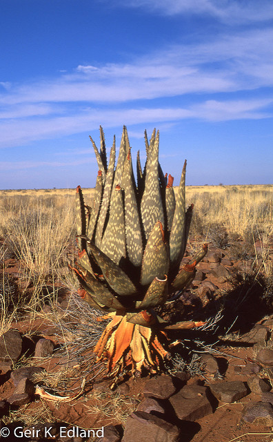 Aloe littoralis