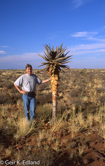 Aloe littoralis
