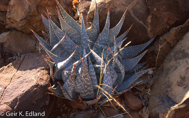 Aloe littoralis