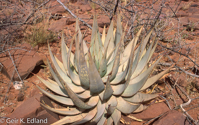 Aloe littoralis