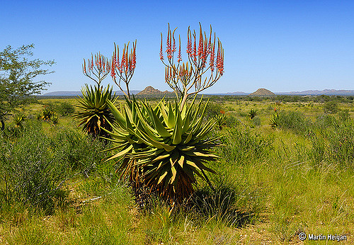 Aloe littoralis