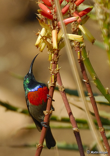 Aloe lutescens