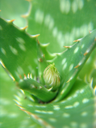 Aloès maculé (Aloe maculata)