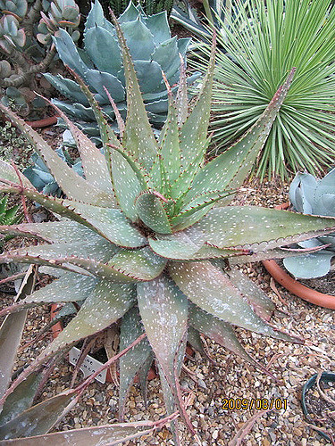 Aloès maculé