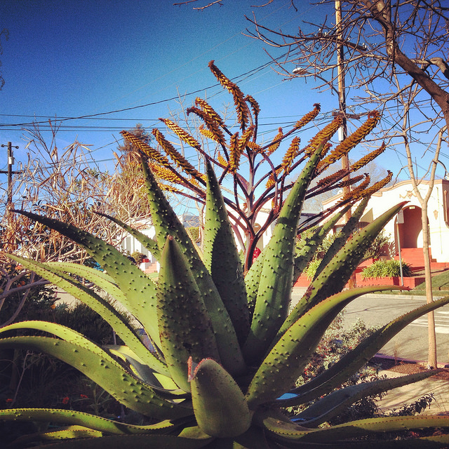 Aloès de montagne (Aloe marlothii)