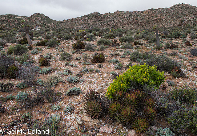 Aloes melanacantha