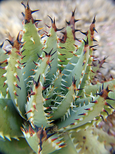 Aloes melanacantha