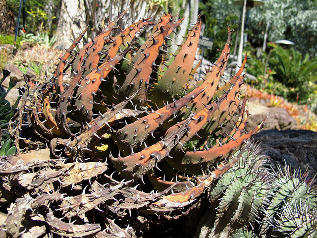 Aloes melanacantha