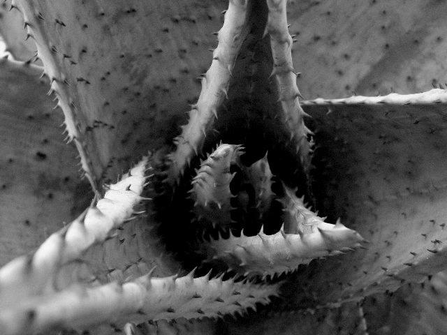 Aloes melanacantha (Aloe melanacantha)