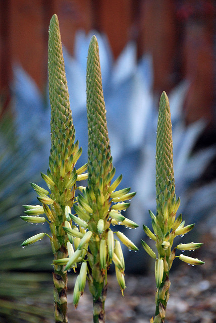 Aloe microstigma