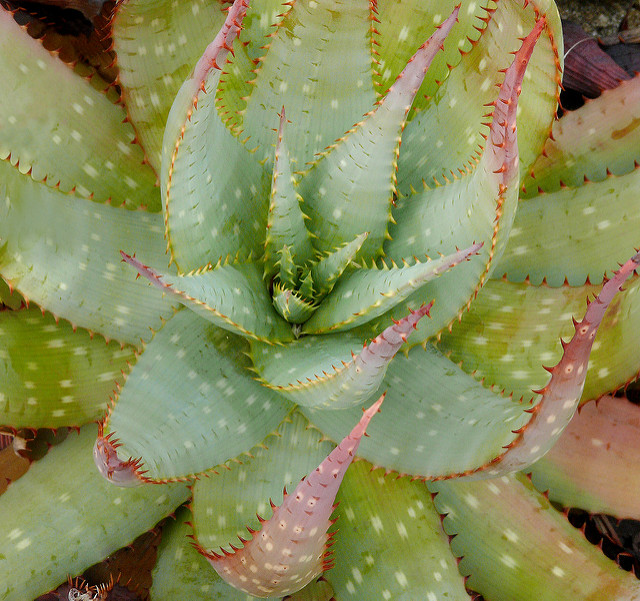 Aloe microstigma
