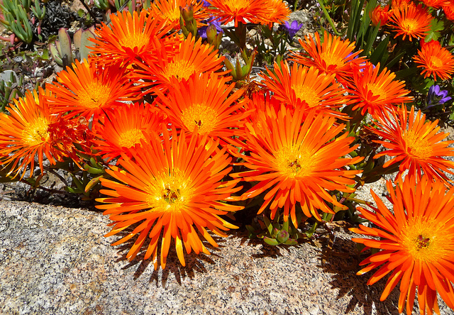 Aloe microstigma (Aloe microstigma)