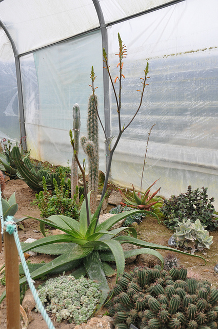Aloe mudenensis