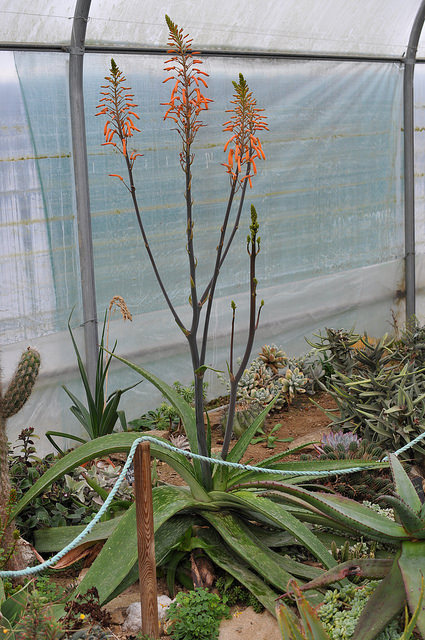 Aloe mudenensis