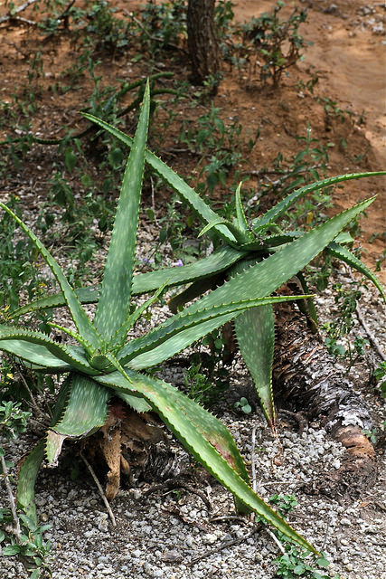 Aloe mudenensis