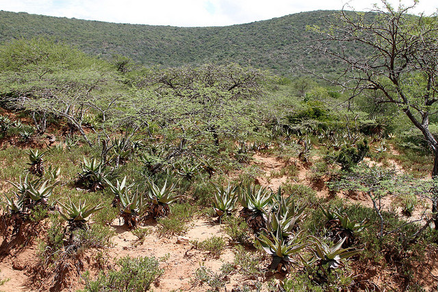 Aloe mudenensis