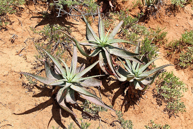 Aloe mudenensis