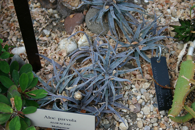Aloe parvula