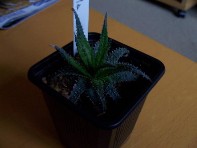 Aloe parvula (Aloe parvula)