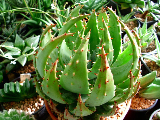 Aloes peglerae