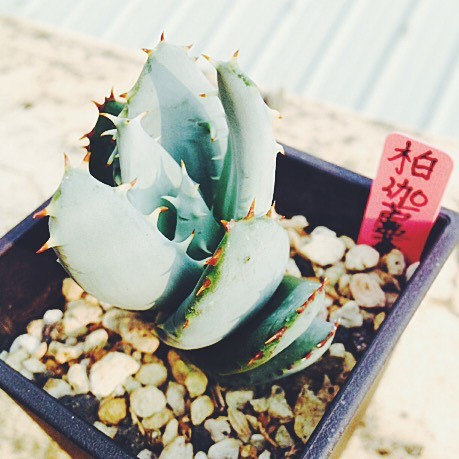 Aloes peglerae