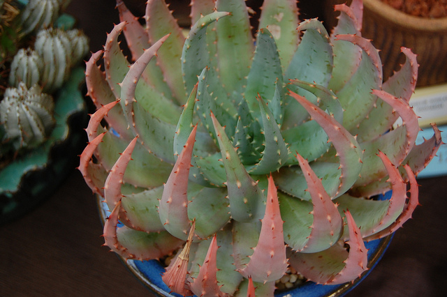 Aloes peglerae (Aloe peglerae)