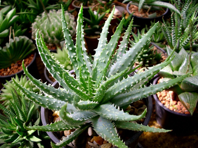 Aloe perfoliata
