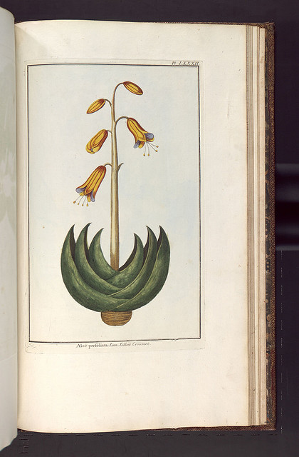 Aloe perfoliata