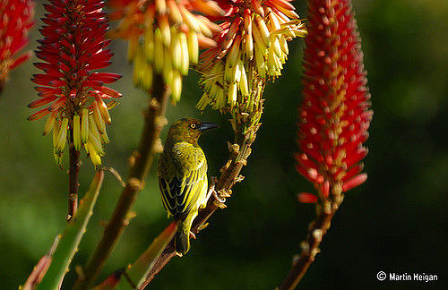 Aloe perfoliata