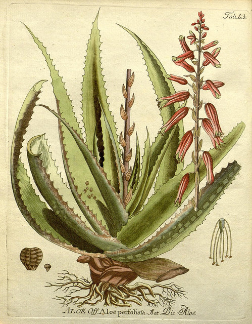 Aloe perfoliata