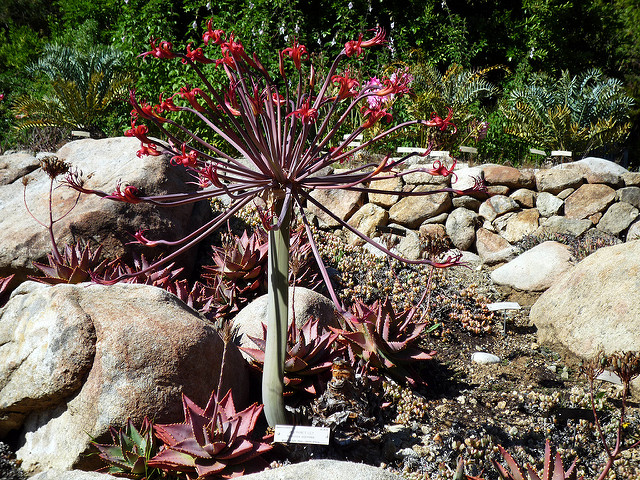 Aloe perfoliata