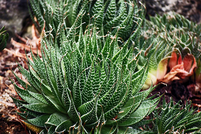 Aloe perfoliata
