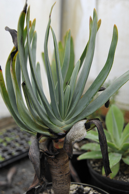 Aloe plicatilis