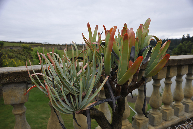 Aloe plicatilis