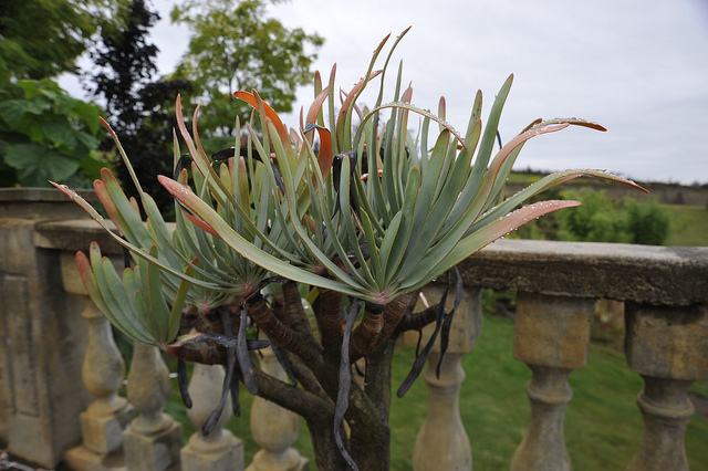 Aloe plicatilis