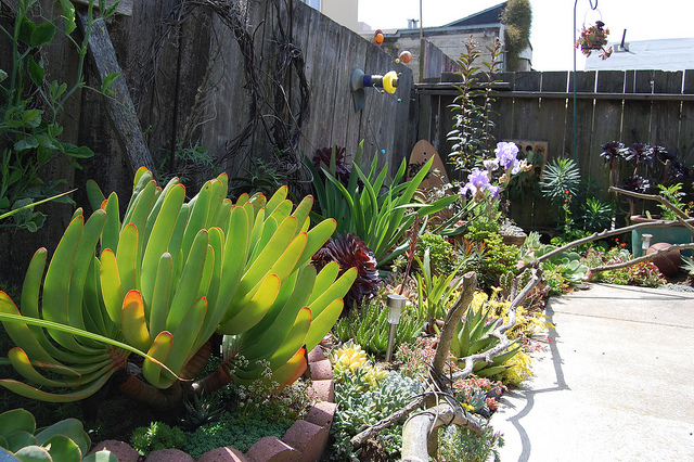 Aloe plicatilis