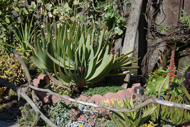 Aloe plicatilis