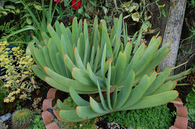 Aloe plicatilis (Aloe plicatilis)