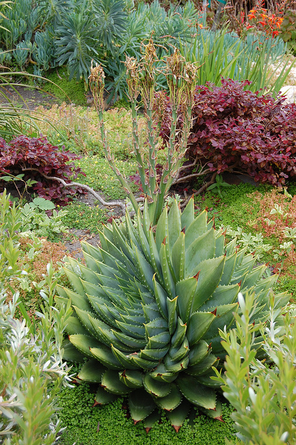 Aloès spirale du lesotho