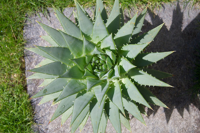 Aloès spirale du lesotho