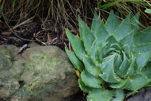 Aloès spirale du lesotho (Aloe polyphylla)